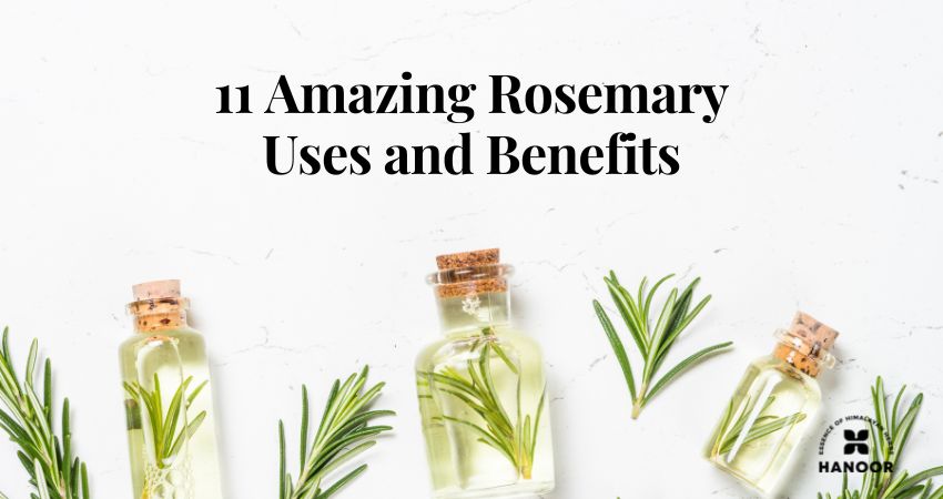 11 Amazing Rosemary Uses and Benefits